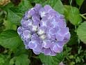 Hydrangea blue_2